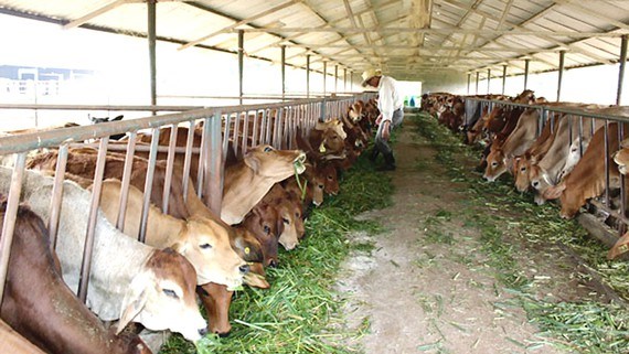 Husbandry industry drives to industrialisation hinh anh 1