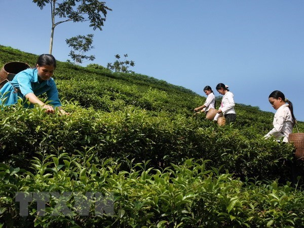 Vietnam exports 14,200 tonnes of tea to Taiwan in nine months hinh anh 1