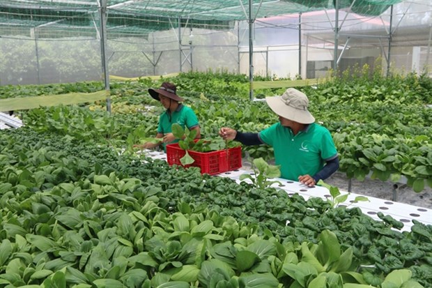 Tra Vinh focuses on developing quality seeds, seedlings hinh anh 1