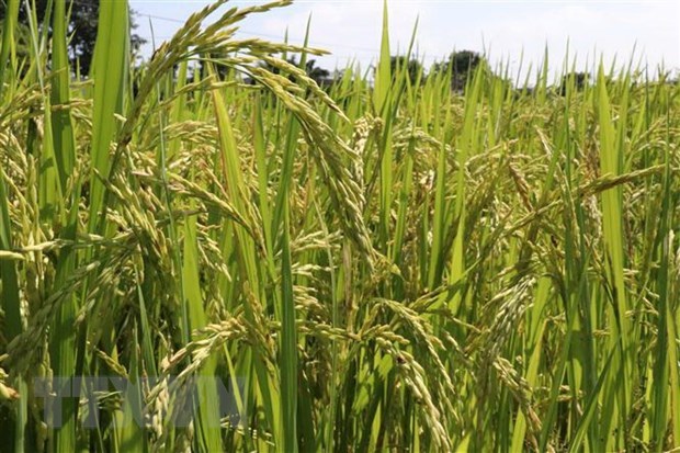 Vietnam gets help with rice cultivation hinh anh 1