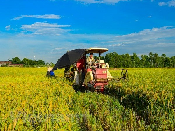 Vietnam Rice Festival to take place in Vinh Long in December hinh anh 1