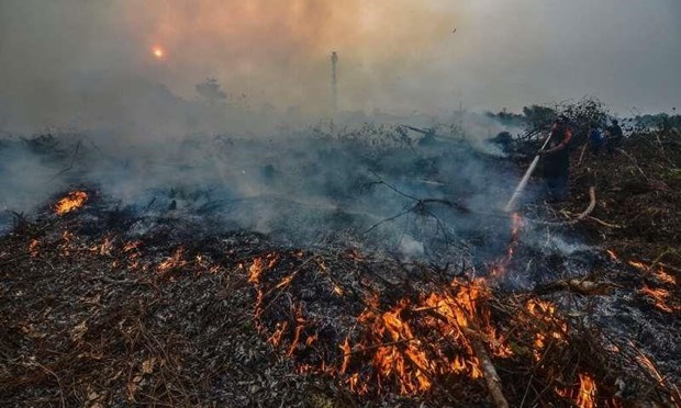 Firms asked to compensate 22.5 billion USD for Indonesia’s forest fires hinh anh 1
