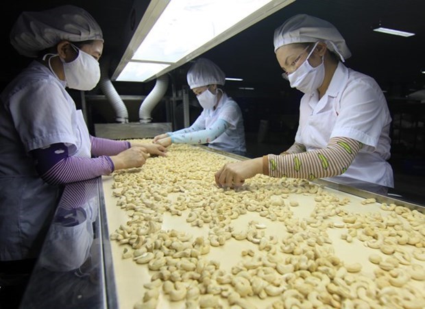 Vietnam targets 4 billion USD from cashew exports in 2020 hinh anh 1