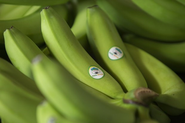 HAGL Agrico exports first batch of bananas to China hinh anh 1