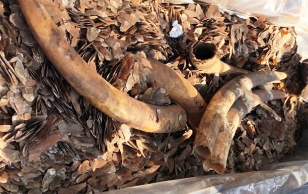 Over two tonnes of ivory and pangolin scales seized hinh anh 1