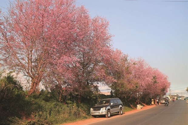Cherry blossoms warm up Da Lat’s winter hinh anh 1