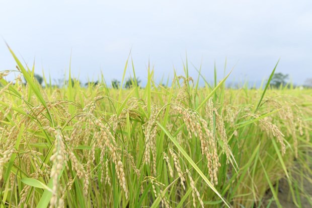 Thailand’s rice exports struggle to hit 8 million tonnes hinh anh 1