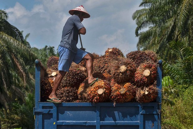 Indonesia ready to confront EU over palm oil discrimination hinh anh 1