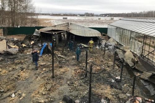Vietnamese embassy identifies Moscow farm fire victims hinh anh 1
