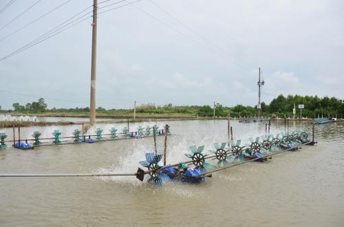 Project helps Soc Trang sustainably exploit fisheries resources hinh anh 1