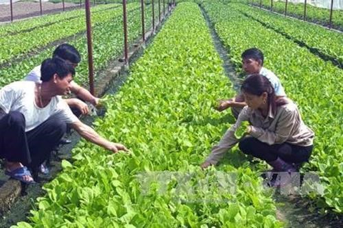 Japanese firms interested in high-tech farming in Bac Lieu hinh anh 1