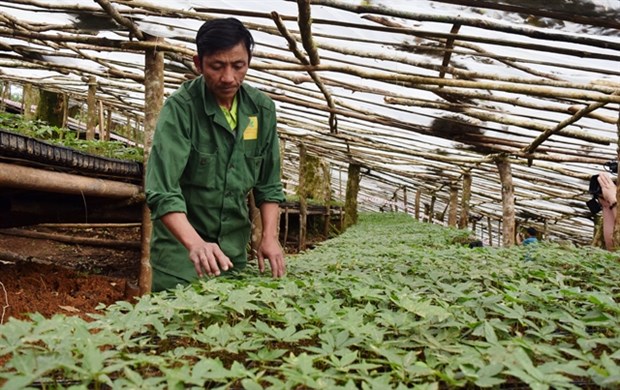 Kon Tum focuses on agricultural development hinh anh 1