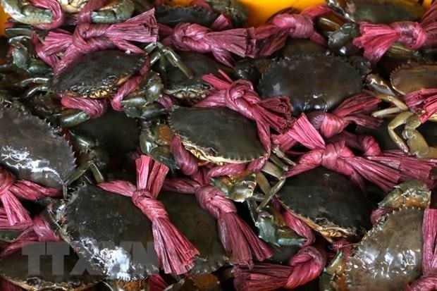 Tra Vinh farmers harvest mud crab for Tet, earn high profit hinh anh 1