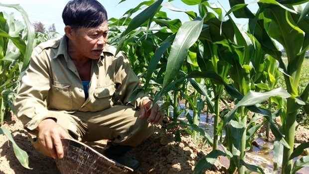 Organic farms fuel sustainable development hinh anh 1