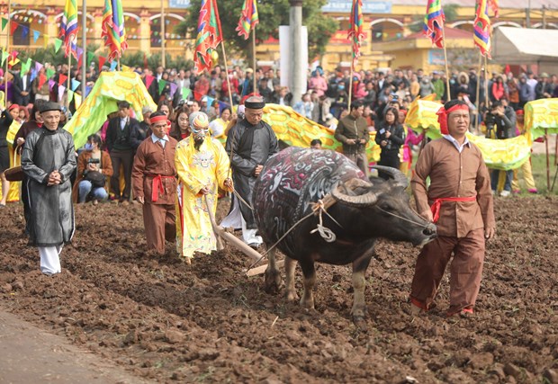 Annual ploughing festival opens in Ha Nam province hinh anh 1