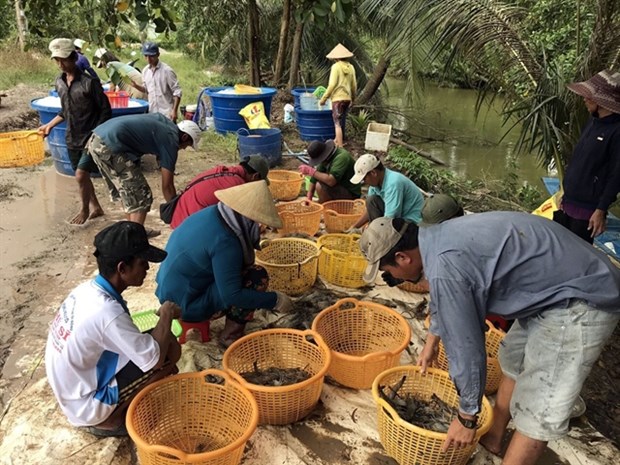 Mekong Delta aims for sustainable shrimp production at high profits hinh anh 1