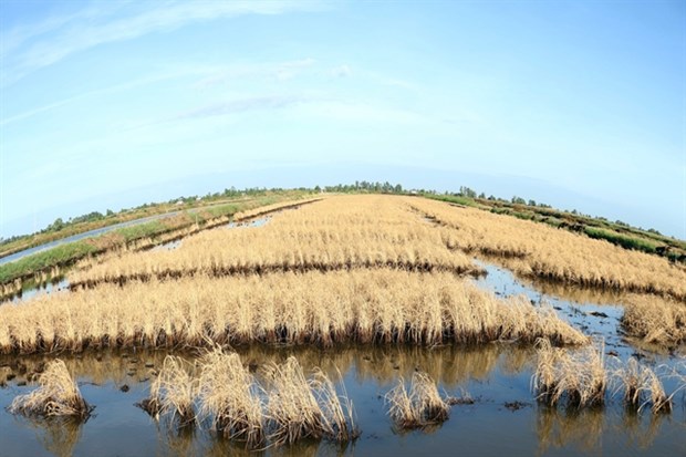 Mekong Delta takes measures to reduce saltwater intrusion hinh anh 1