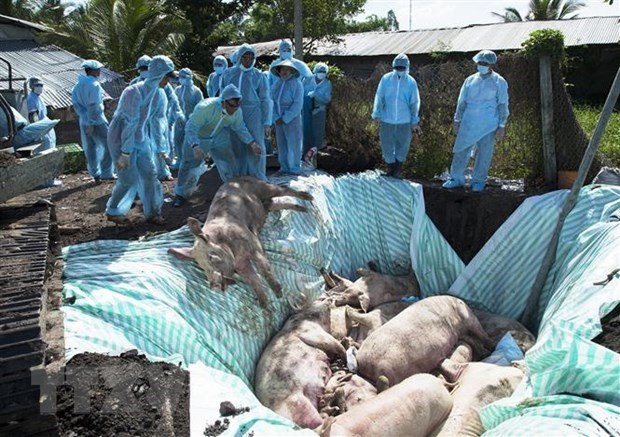 Vietnam, US jointly study vaccine against African swine fever hinh anh 1