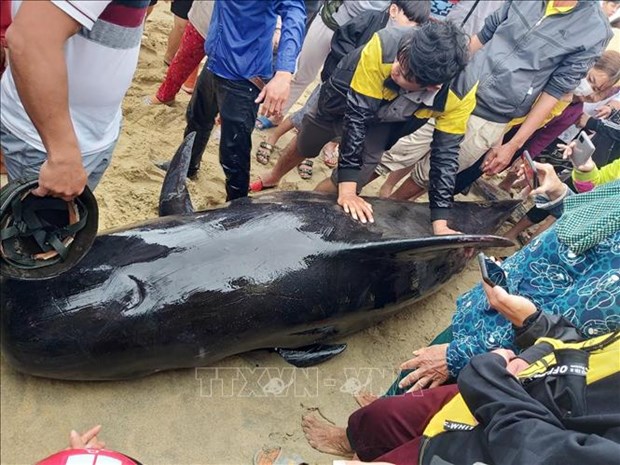 Quang Ngai residents strive to save 700-kg whale hinh anh 1