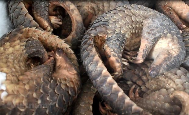 WWF urges end to wildlife trade, consumption in Asia-Pacific hinh anh 1