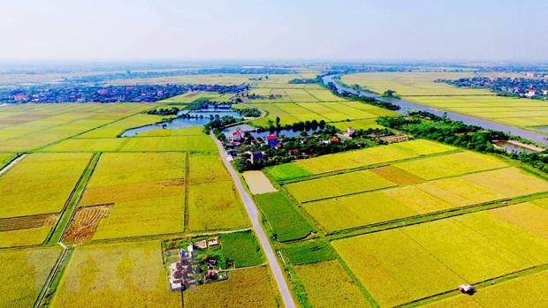 Policies needed to boost agricultural land market hinh anh 1