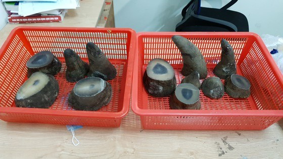 Rhino horns seized at Tan Son Nhat airport hinh anh 1