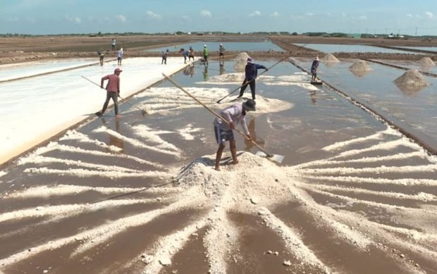 Farmers enjoy bumper salt production, high prices in Mekong Delta hinh anh 1