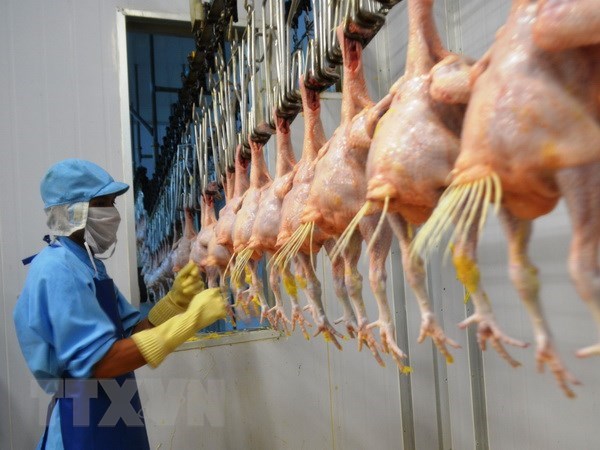 Vietnam exports processed chicken to Russia hinh anh 1