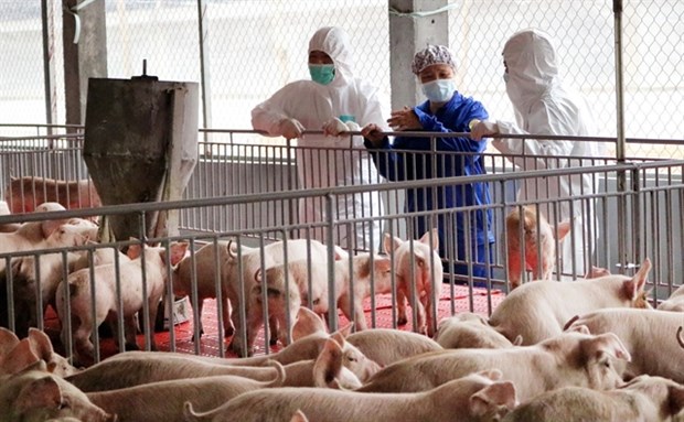 Vietnam’s pork imports up over 200 percent hinh anh 1