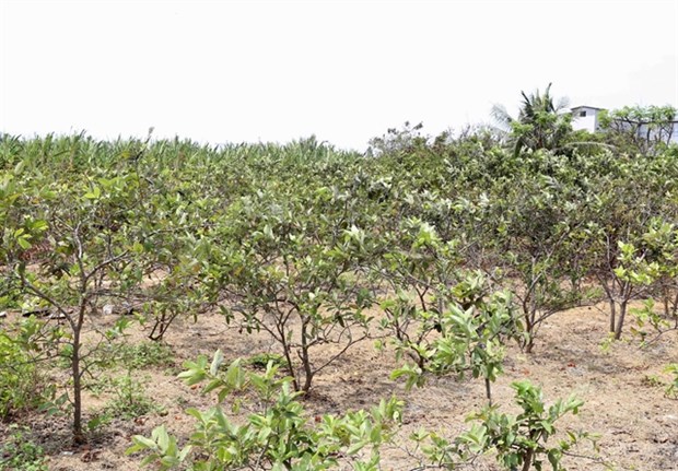 Saltwater intrusion affects Mekong Delta’s fruit cultivation hinh anh 1