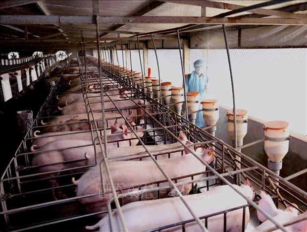 Businesses urged to cooperate to bring live pig price down hinh anh 1