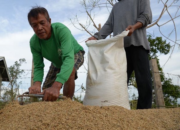 Philippines plans to increase rice imports to ensure domestic supply hinh anh 1