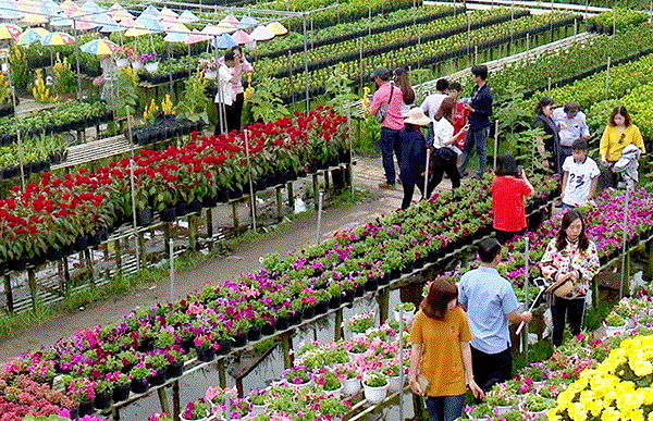 Sa Dec flower village to be turned into tourism culture centre hinh anh 1