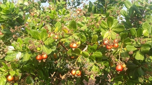Farmers, businesses struggle as pepper, cashew prices drop hinh anh 1