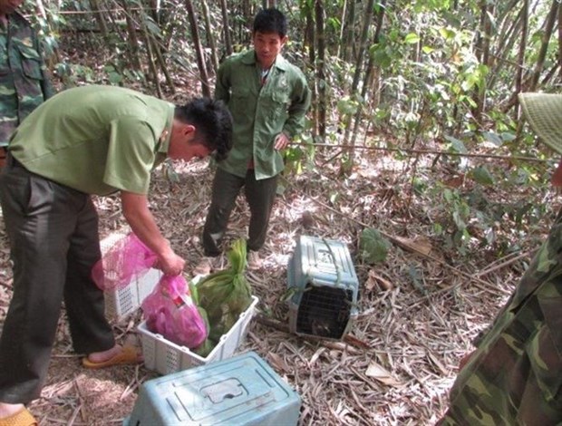 25 wild animals released into Bu Gia Map National Park hinh anh 1