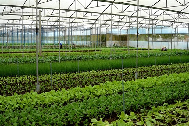Ba Ria-Vung Tau applies hi-tech agriculture to improve quality, yield hinh anh 1