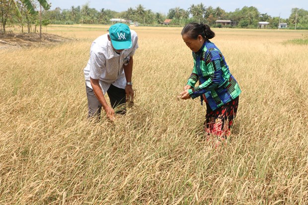 Mekong Delta provinces get help to cope with drought hinh anh 1
