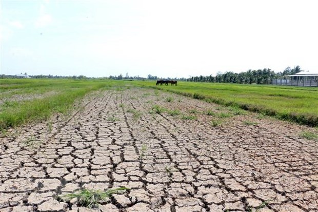 Ministry proposes over 515 billion VND to deal with salinity, drought hinh anh 1