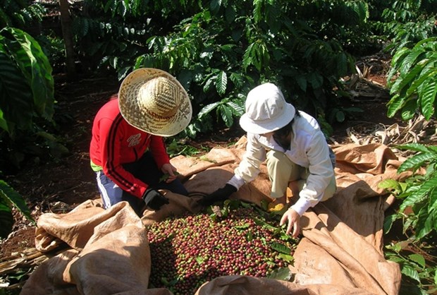 Coffee industry to face more losses in Q2 hinh anh 1