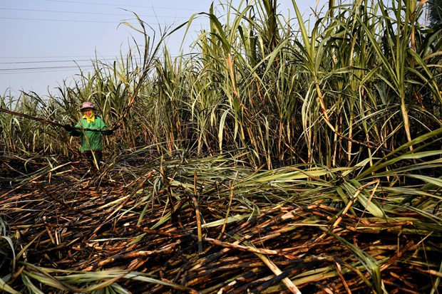 Thailand’s sugar industry affected by drought hinh anh 1