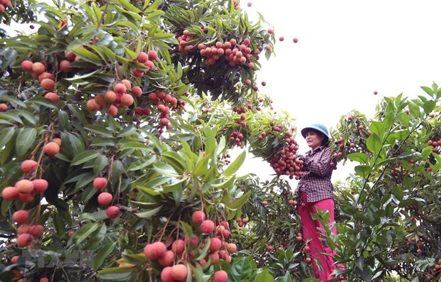Vietnam to export first batch of litchi to Japan in late May hinh anh 1
