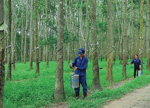 Asset sales bring profits to natural rubber firms, not their farms hinh anh 1