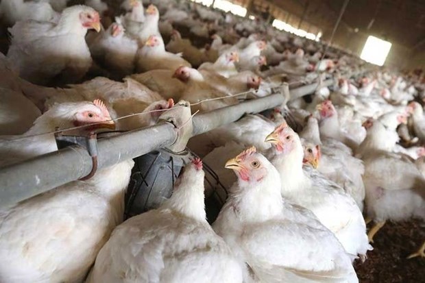 Philippines issues temporary ban on imported poultry from US hinh anh 1