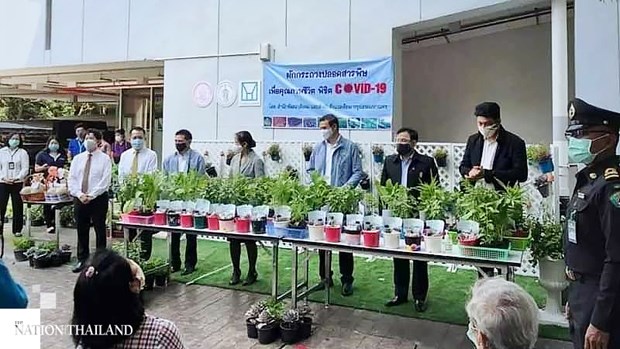 Vegetable sprouts distributed for Bangkok residents in lockdown hinh anh 1