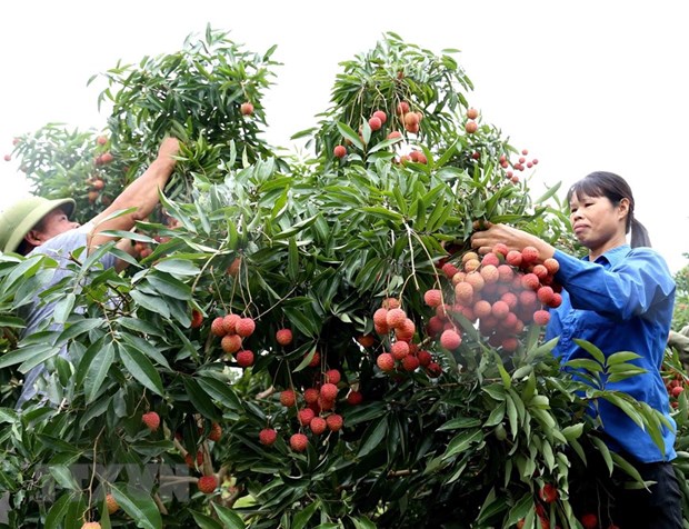 Hanoi centre allowed to irradiate fruits for export to Australia hinh anh 1