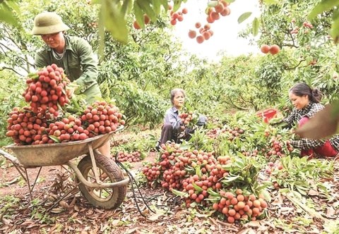 Bac Giang plans to boost domestic lychee consumption hinh anh 1