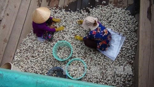Tra Vinh to expand clam farming areas hinh anh 1