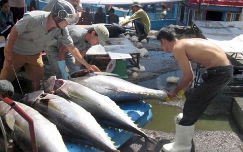 Tuna export market still unstable hinh anh 1