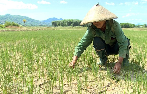 South-central region adjusts farming schedules amid severe drought hinh anh 1
