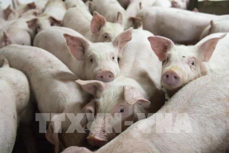 Vietnam to import live pigs to cut live hog prices at home hinh anh 1